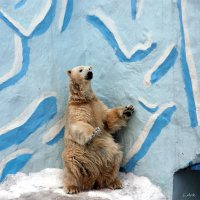 1212 :: Аркадий Лаптенко