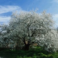 Апрельское настроение природы в Краснодаре :: Виктор Скайбери