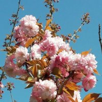 В Сочи цветет Сакура :: Tata Wolf