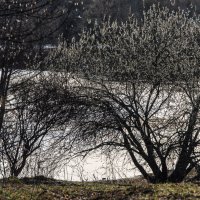 Весеннее утро. :: Владимир Безбородов