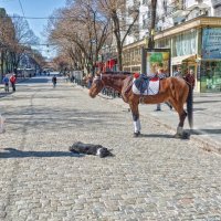 Солнечный день марта на Дерибасовской. :: Вахтанг Хантадзе