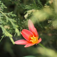 Яркие весенние цветы в саду :: Иван Лазаренко