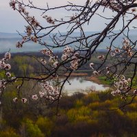Весна на Кубани :: Бронислав Богачевский