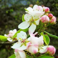 Расцветали яблони и груши... :: татьяна 