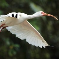 white ibis :: Naum 