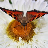 Бабочка на цветке :: Александр Щеклеин
