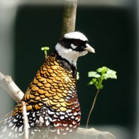 Красочный фазан :: Дарья Симонова