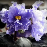 цветы на подоконнике-фиалки :: Олег Лукьянов