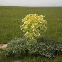 Цветы пустыни :: Александр Грищенко