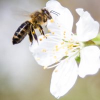 Пчелка :: Viktoria Shakula