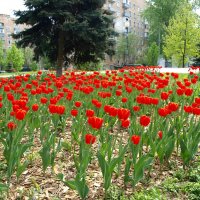 А у нас во дворе... :: Владимир Драгунский