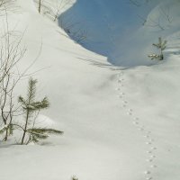 Следы на снегу.... :: Юрий Цыплятников