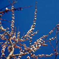 Синева апрельского неба и цветение абрикоса.. :: Юрий Анипов 