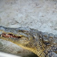 Нильский крокодил :: Tiana Ros