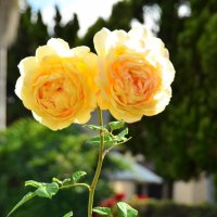 Две желтые розы :: Николай Танаев