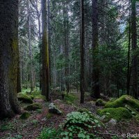 Домбайский лес :: Сергей 