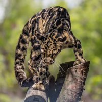 Дымчатый леопард :: Nn semonov_nn