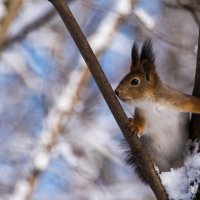 *** :: Владимир Безбородов