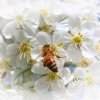 Пчелка :: Александр Довгий