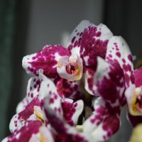 орхидея далматинец :: Юрий 