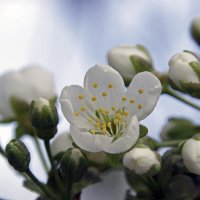 цветок вишни :: оксана 