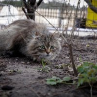 мурла мурлевна :: Андрей Соловьёв