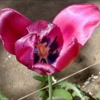 Розовый тюльпан :: Нина Корешкова