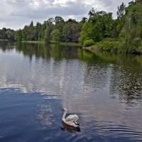 Evening Lake with the Swan :: Roman Ilnytskyi