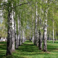 Березки :: Горкун Ольга Николаевна 