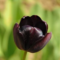 Черный тюльпан :: spm62 Baiakhcheva Svetlana