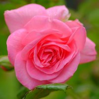 Мистическая красота розы :: wea *