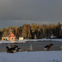 Гуси :: Николай Рогаткин