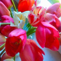 тюльпаны :: SoNata_78 