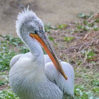 Кудрявый пеликан :: олег 