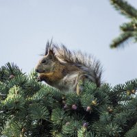 Затейница :: Виктор Х. 