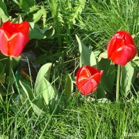 Солнечные тюльпаны :: Лидия (naum.lidiya)