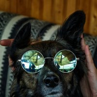 Dog Lennon :: Евгений 