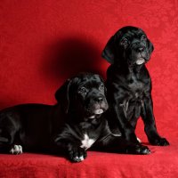 Двухмесячные щенки Кане Корсо :: Константин Косов