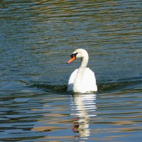 Белый лебедь на пруду.... :: Galina Leskova