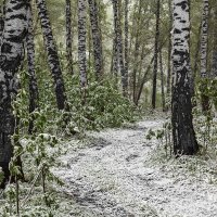 Снег в мае :: Николай Мелонов