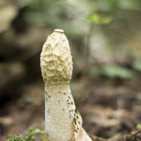 Необычный гриб Весёлка :: Юлия Фалей