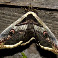 Ночная бабочка Большой ночной павлиний глаз (Saturnia pyri) - наша интересная история :: Наталья (ShadeNataly) Мельник