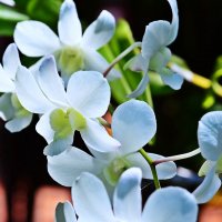 Тропическая орхидея :: Дмитрий Боргер