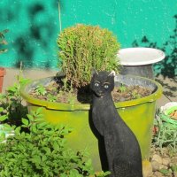 Чёрная кошка :: Дмитрий Никитин