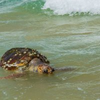 Морская черепаха :: Lada Kozlova