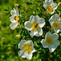 Белый шиповник, дикий шиповник краше садовых роз ... :: Valentina M. 