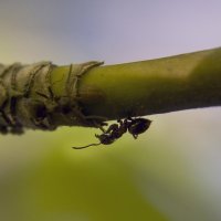 Путешествие муравья :: Татьяна Титова