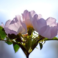 В цветение розовом шиповник... :: Nina Streapan