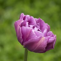 Махровый тюльпан :: Aнна Зарубина