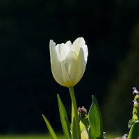Белый тюльпан :: Павел Руденко